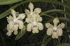 Vanda denisoniana 3