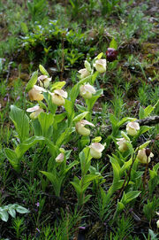 Cyp flavum habitat