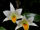 Dendrobium ovipostoriferum