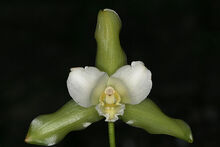 Lycaste leucantha