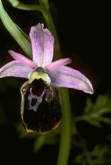 Ophrys arachnitiformis