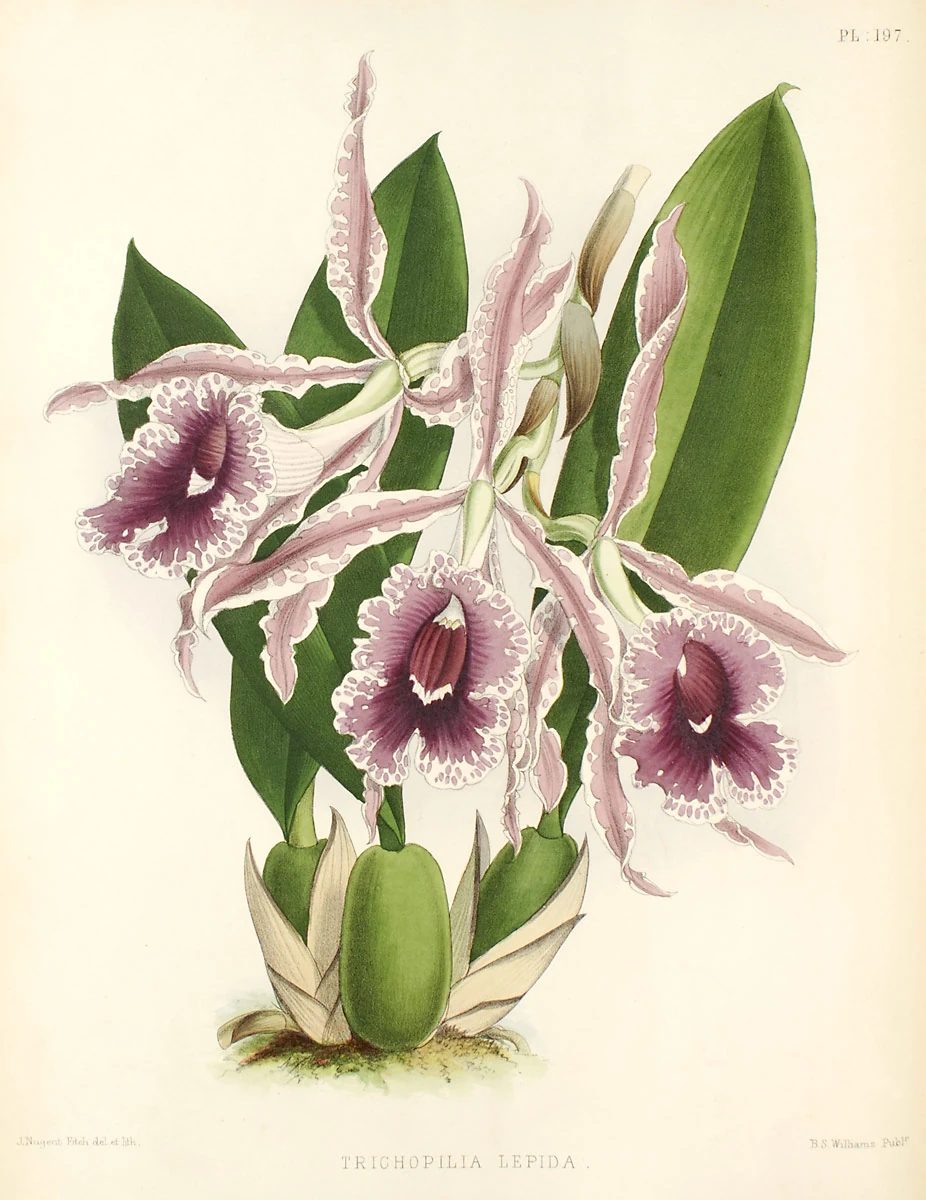 Trichopilia | Orchids Wiki | Fandom