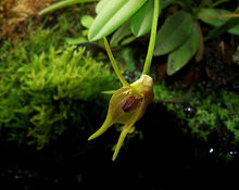 Masdevallia sernae