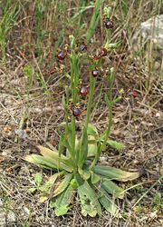 Ophrys speculum habitat