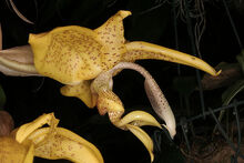 Stanhopea costaricensis