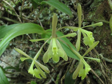 Epidendrum magnoliae