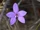 Glossodia minor
