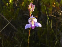 Disa graminifolia