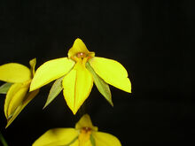 Diuris pedunculata