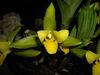 Lycaste aromatica 1