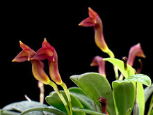 Masdevallia angulifera