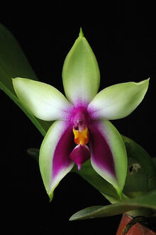 Phalaenopsis bellina