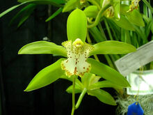 Cymbidium hookeranum