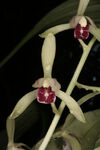 Cymbidium lancifolium