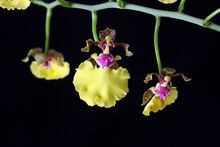 Oncidium spilopterum