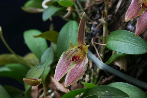 Barbosella Australis Orchids Wiki Fandom barbosella-australis-orchids-wiki-fandom