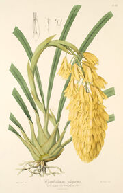 Cymbidium elegans plate