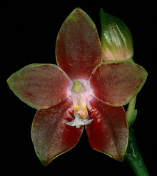 Phalaenopsis venosa