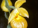 Cypripedium irapeanum