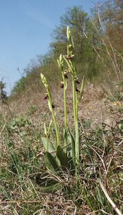 Ophrys insectifera habitat