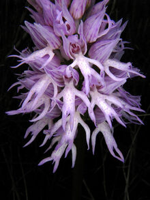 Orchis italica