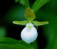 Cypripedium californicum