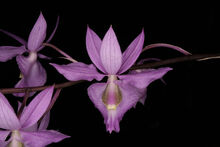 Barkeria melanocaulon