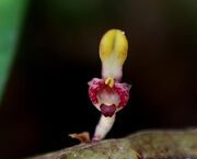 Bulbophyllum falcatum close pic