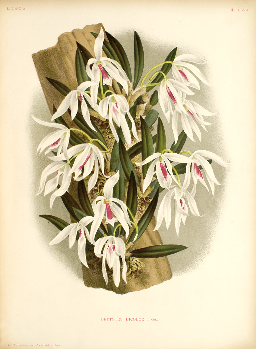 Leptotes | Orchids Wiki | Fandom