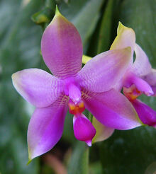 Phalaenopsis violacea.jpg