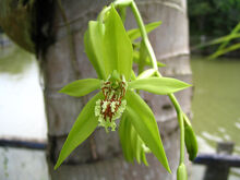 Coelogyne mayeriana