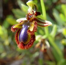 Ophrys speculumJPG