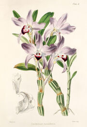 Dendrobium moniliforme plate