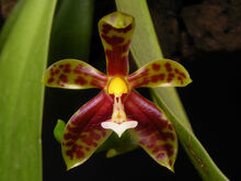 Phalaenopsis lamelligera