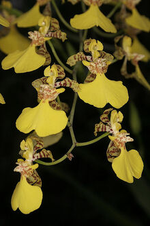 Oncidium bifolium