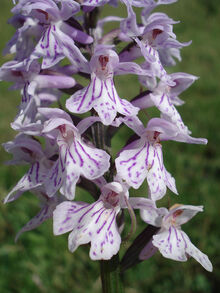 Dactylorhiza maculata