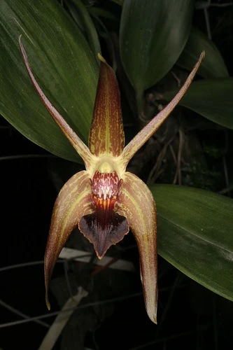 Epigeneium amplum Orchids Wiki Fandom