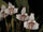 Maxillaria irrorata