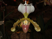 Paph. Leeanum