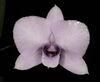 Dendrobium bigibbum coerula