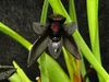 Maxillaria variabilis 'Black Eyed Susan'