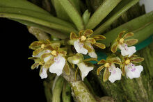 Trichoglottis triflora