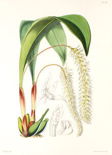 Dendrochilum glumaceum plate