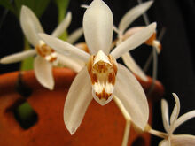 Coelogyne swaniana