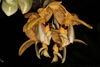 Stanhopea wardii 1