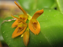 Acianthera casapensis