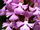 Platanthera psycodes