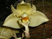 Stanhopea graveolens