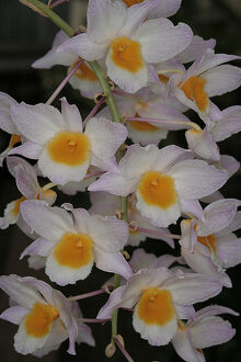 Dendrobium farmeri