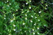 Cypripedium californicum habitat